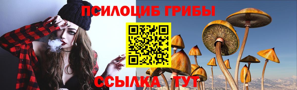 Галлюциногенные грибы Psilocybe Прохладный